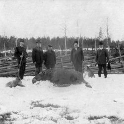 Älg jakt i Stockfors 1899